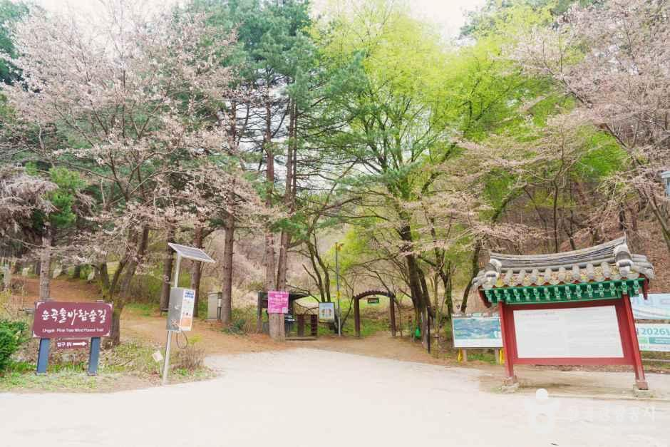 [원주 소풍길] 1코스 운곡솔바람숲길 여행 추천 - 메고지고