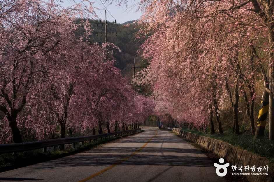 병곡마을 여행 추천 - 메고지고