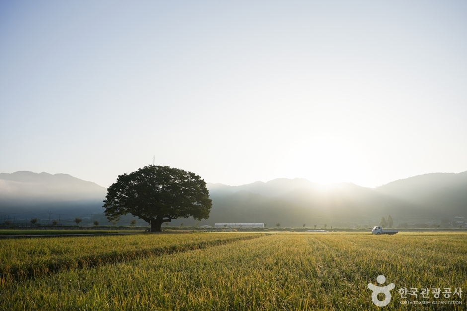 야로면 나홀로 느티나무 여행 추천 - 메고지고