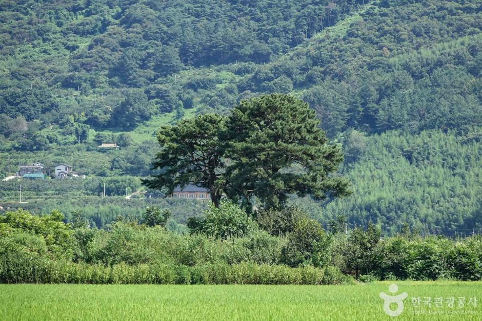 평사리부부소나무 여행 추천 - 메고지고 평사리부부소나무 여행 추천 - 메고지고