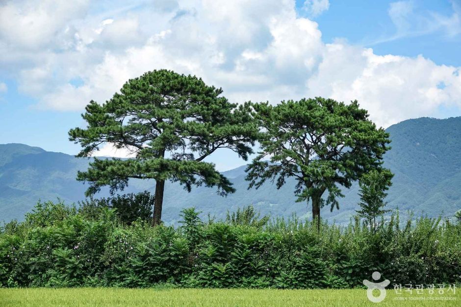 평사리부부소나무 여행 추천 - 메고지고 평사리부부소나무 여행 추천 - 메고지고