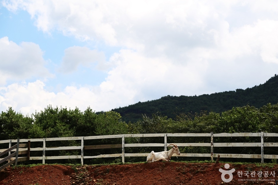 해뜰목장 여행 추천 - 메고지고