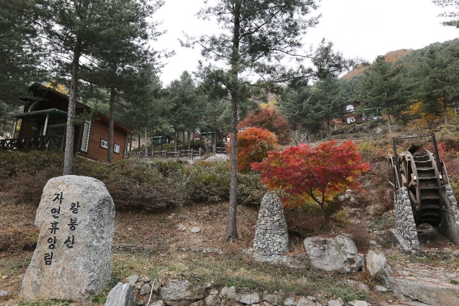 칼봉산자연휴양림 여행 추천 - 메고지고 칼봉산자연휴양림 여행 추천 - 메고지고