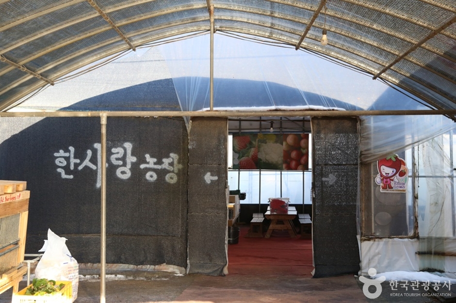 한사랑딸기체험농장 여행 추천 - 메고지고 한사랑딸기체험농장 여행 추천 - 메고지고