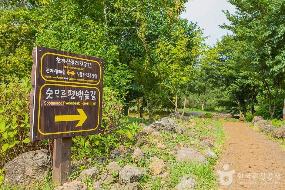 [한라산 둘레길 9구간] 숫모르편백숲길 여행 추천 - 메고지고
