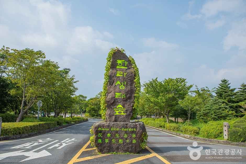 [한라산 둘레길 9구간] 숫모르편백숲길 여행 추천 - 메고지고