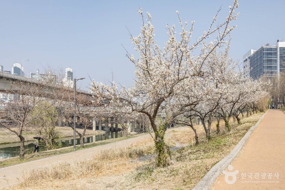하동매실거리 여행 추천 - 메고지고 하동매실거리 여행 추천 - 메고지고