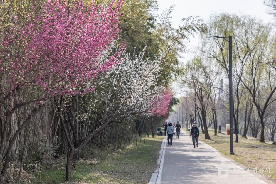 하동매실거리 여행 추천 - 메고지고 하동매실거리 여행 추천 - 메고지고