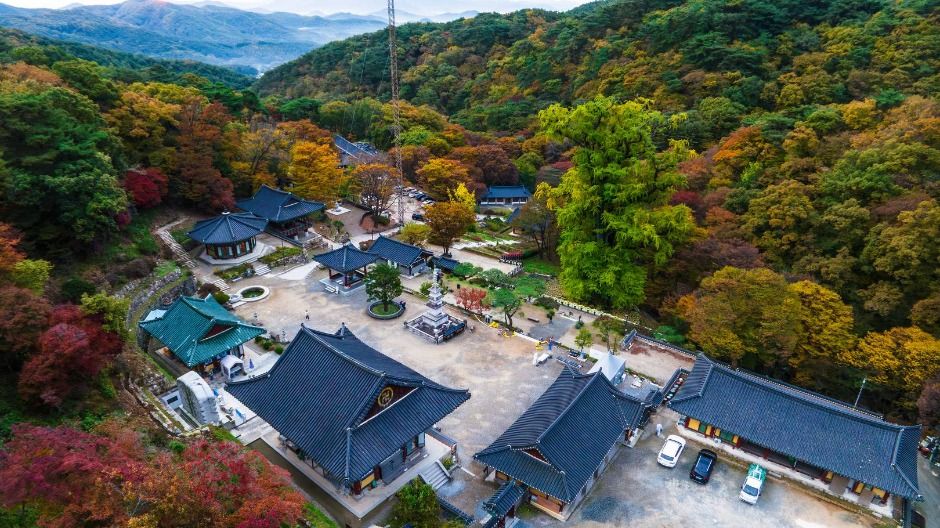 양평 용문사 은행나무 여행 추천 - 메고지고 양평 용문사 은행나무 여행 추천 - 메고지고