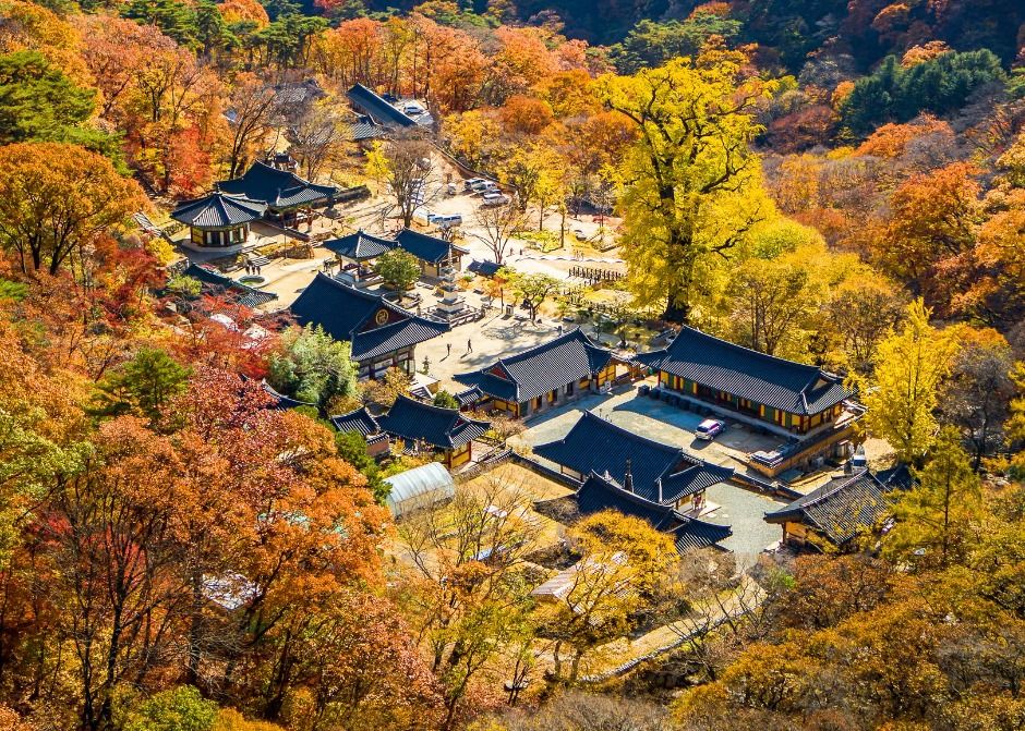 양평 용문사 은행나무 여행 추천 - 메고지고 양평 용문사 은행나무 여행 추천 - 메고지고