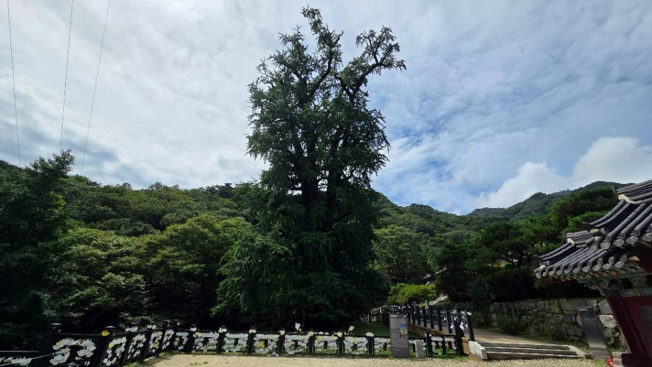 양평 용문사 은행나무 여행 추천 - 메고지고 양평 용문사 은행나무 여행 추천 - 메고지고