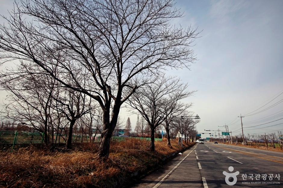 전군가도100리벚꽃길 여행 추천 - 메고지고 전군가도100리벚꽃길 여행 추천 - 메고지고