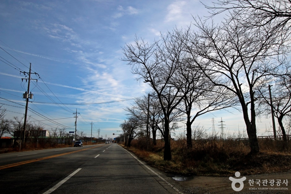 전군가도100리벚꽃길 여행 추천 - 메고지고 전군가도100리벚꽃길 여행 추천 - 메고지고