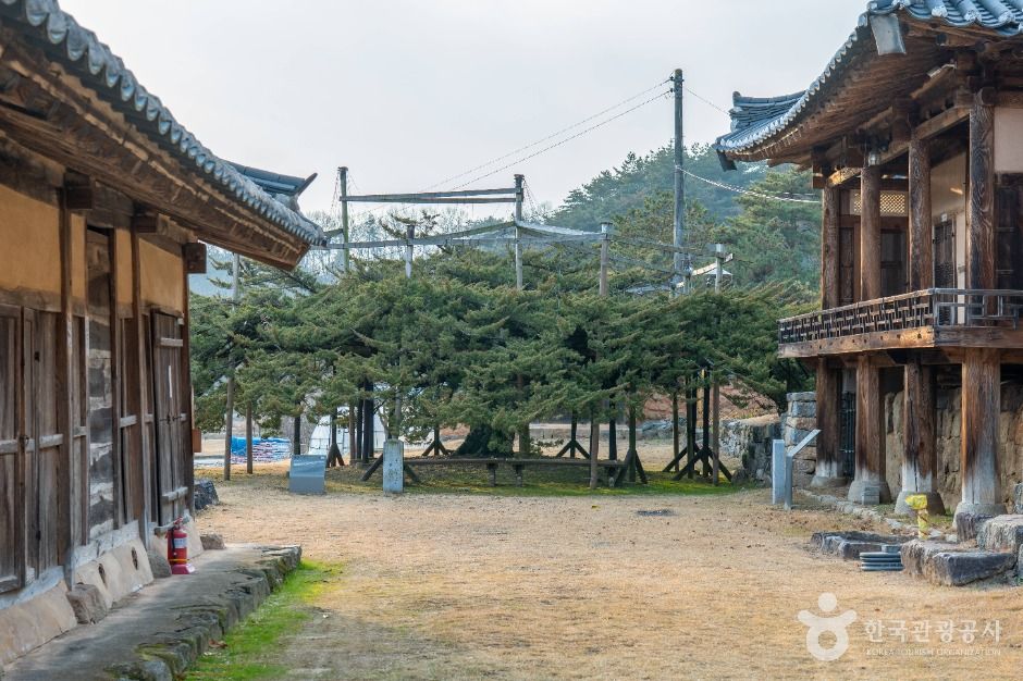 안동 주하리 뚝향나무 여행 추천 - 메고지고 안동 주하리 뚝향나무 여행 추천 - 메고지고