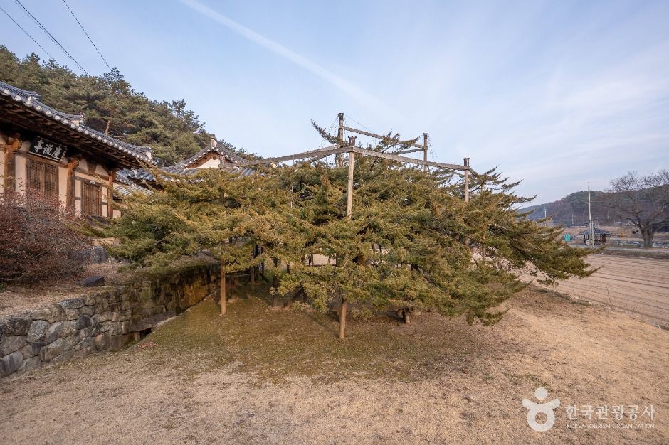 안동 주하리 뚝향나무 여행 추천 - 메고지고 안동 주하리 뚝향나무 여행 추천 - 메고지고