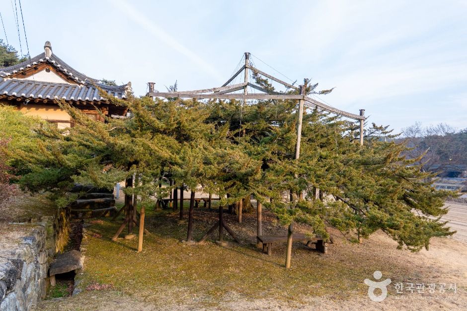안동 주하리 뚝향나무 여행 추천 - 메고지고 안동 주하리 뚝향나무 여행 추천 - 메고지고