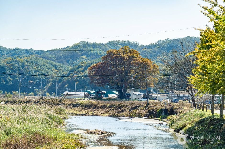 안동 사신리 느티나무 여행 추천 - 메고지고 안동 사신리 느티나무 여행 추천 - 메고지고