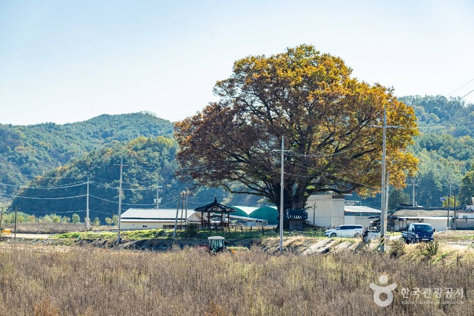 안동 사신리 느티나무 여행 추천 - 메고지고 안동 사신리 느티나무 여행 추천 - 메고지고