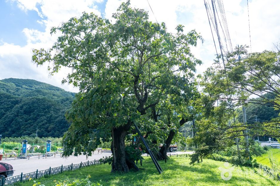 청송 홍원리 개오동나무 여행 추천 - 메고지고 청송 홍원리 개오동나무 여행 추천 - 메고지고