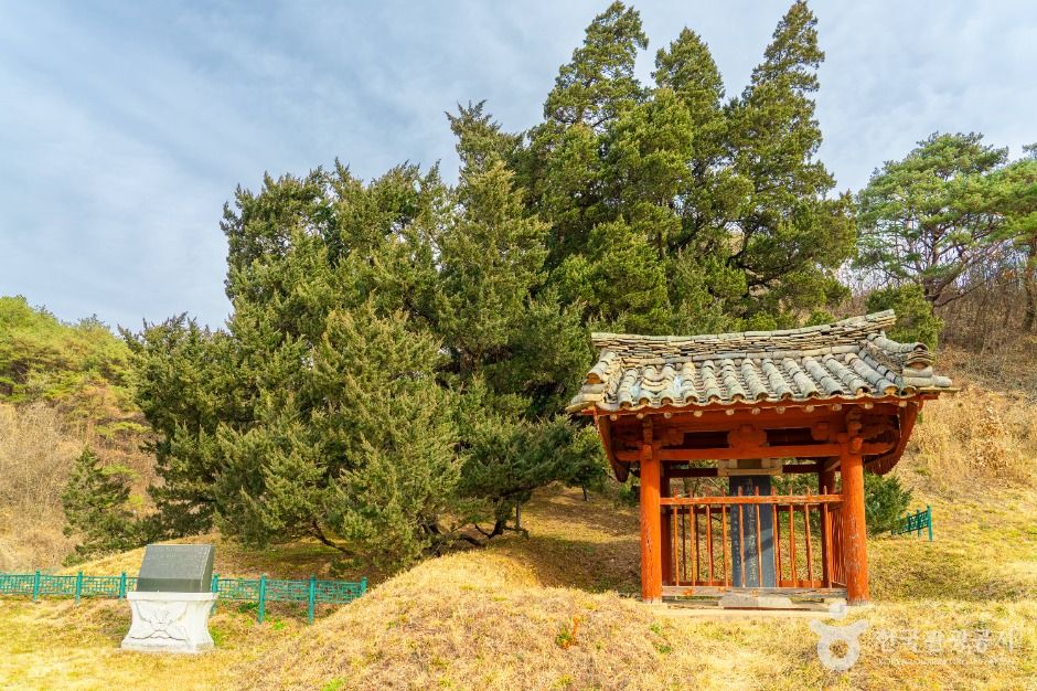 청송 장전리 향나무 여행 추천 - 메고지고 청송 장전리 향나무 여행 추천 - 메고지고
