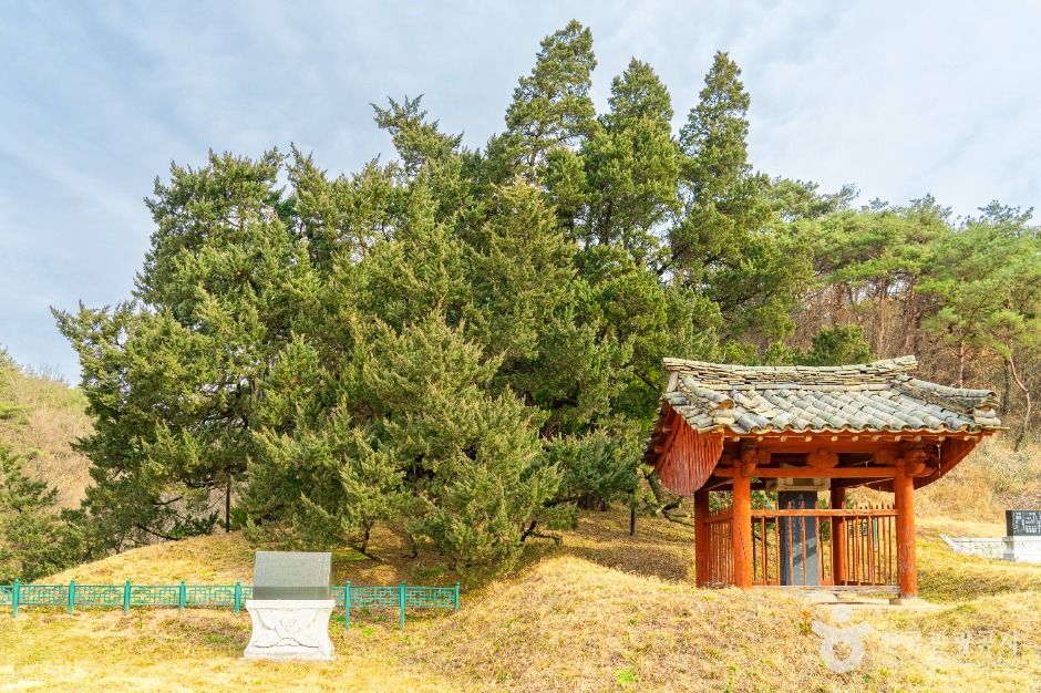 청송 장전리 향나무 여행 추천 - 메고지고 청송 장전리 향나무 여행 추천 - 메고지고