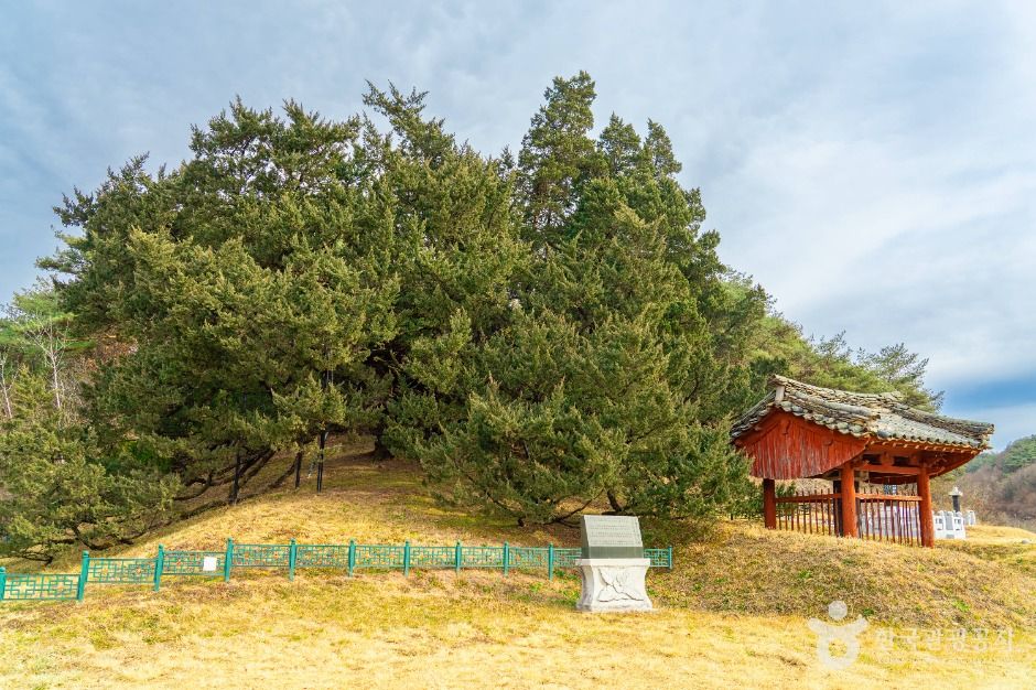 청송 장전리 향나무 여행 추천 - 메고지고 청송 장전리 향나무 여행 추천 - 메고지고