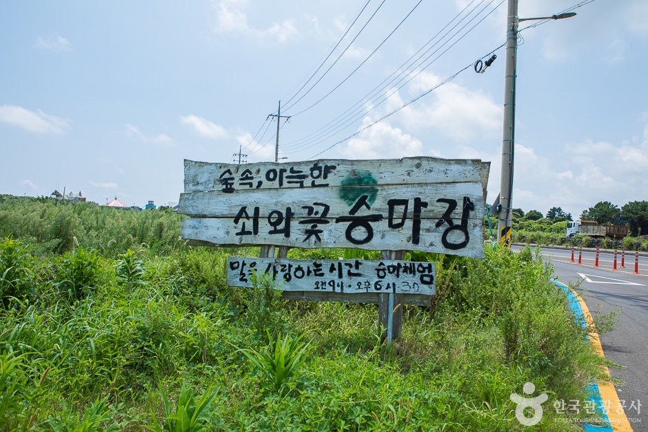 쇠와꽃승마장 여행 추천 - 메고지고 쇠와꽃승마장 여행 추천 - 메고지고