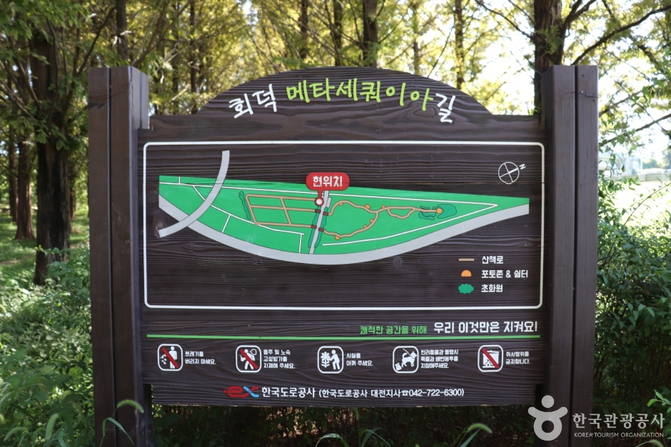 회덕메타세쿼이아길 여행 추천 - 메고지고