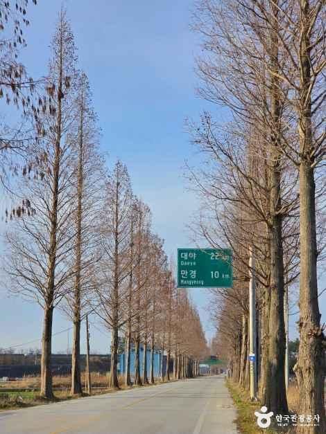 김제 메타세쿼이아길 여행 추천 - 메고지고 김제 메타세쿼이아길 여행 추천 - 메고지고