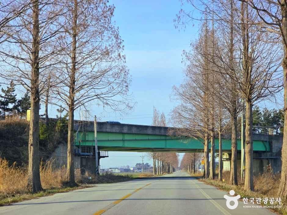 김제 메타세쿼이아길 여행 추천 - 메고지고 김제 메타세쿼이아길 여행 추천 - 메고지고