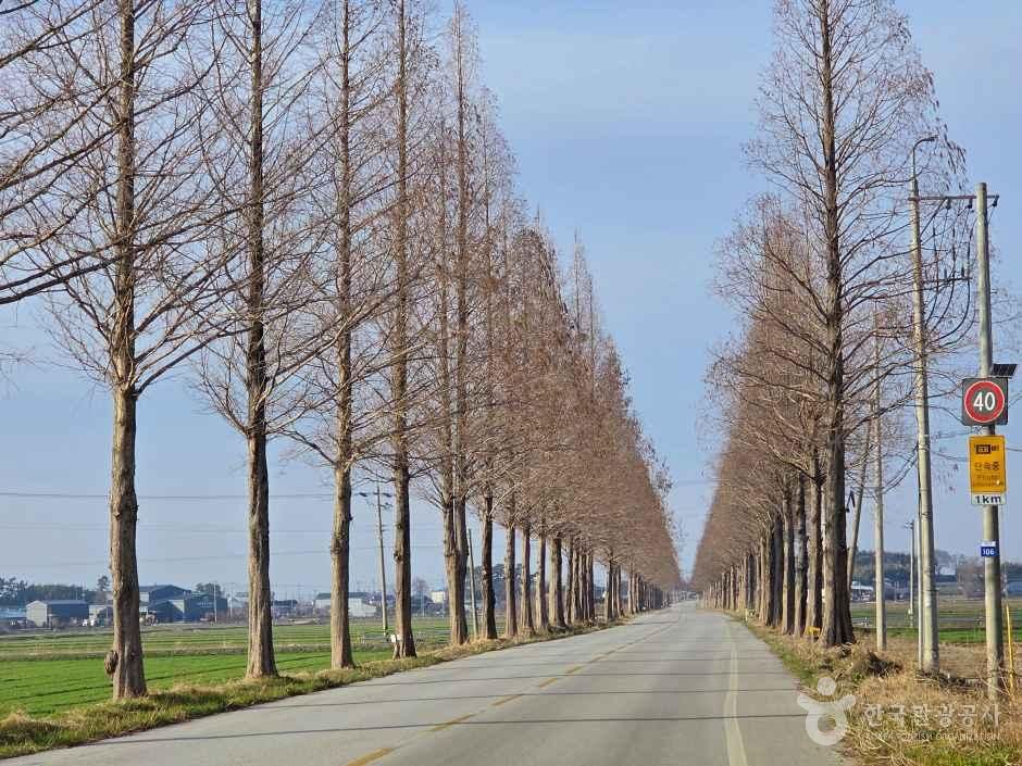 김제 메타세쿼이아길 여행 추천 - 메고지고 김제 메타세쿼이아길 여행 추천 - 메고지고