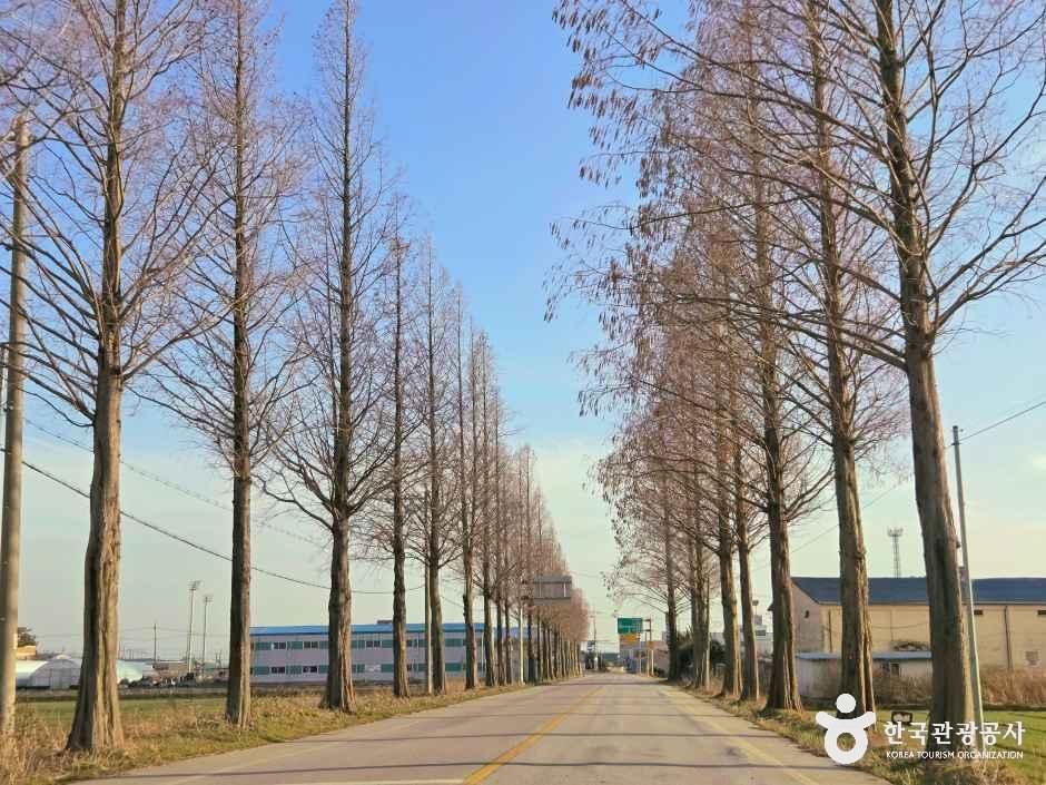 김제 메타세쿼이아길 여행 추천 - 메고지고 김제 메타세쿼이아길 여행 추천 - 메고지고