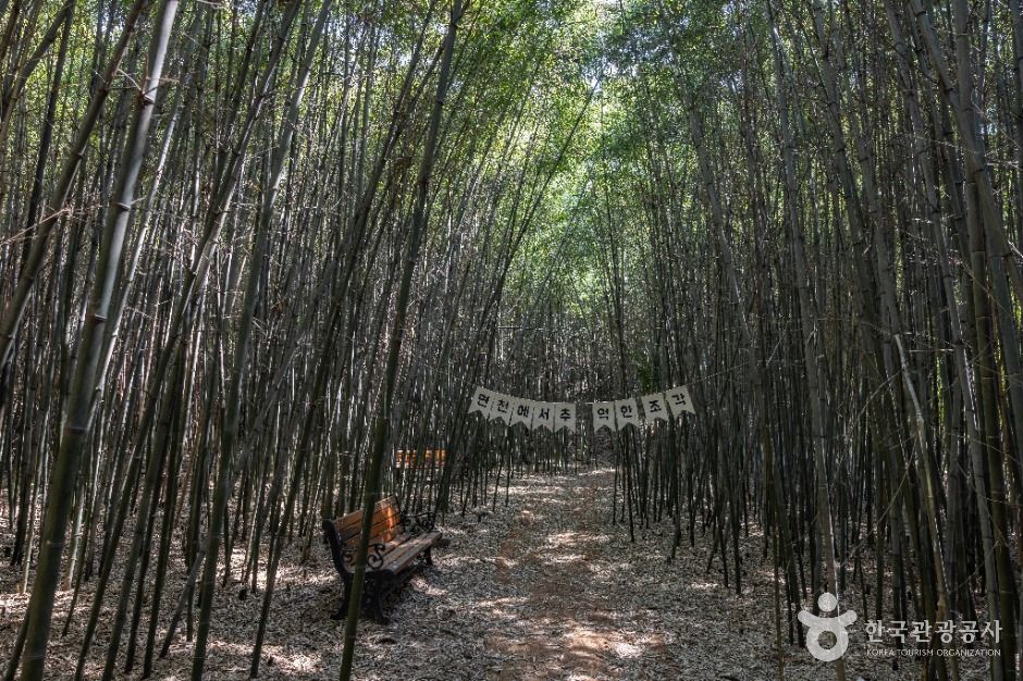 면천읍성 대숲바람길 여행 추천 - 메고지고 면천읍성 대숲바람길 여행 추천 - 메고지고