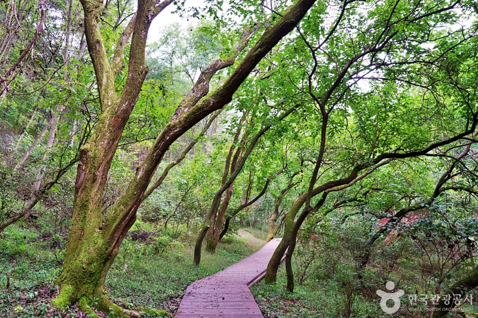 생거진천치유의숲 여행 추천 - 메고지고 생거진천치유의숲 여행 추천 - 메고지고