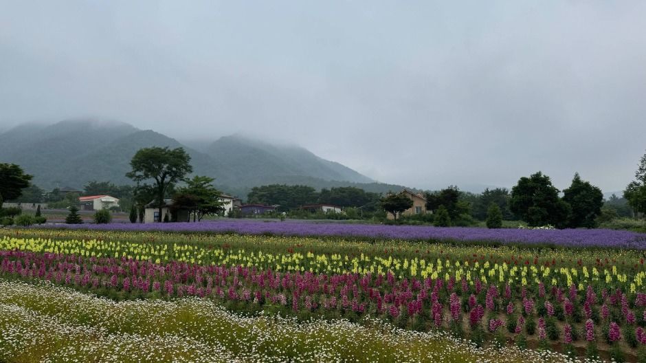 하늬라벤더팜 여행 추천 - 메고지고 하늬라벤더팜 여행 추천 - 메고지고