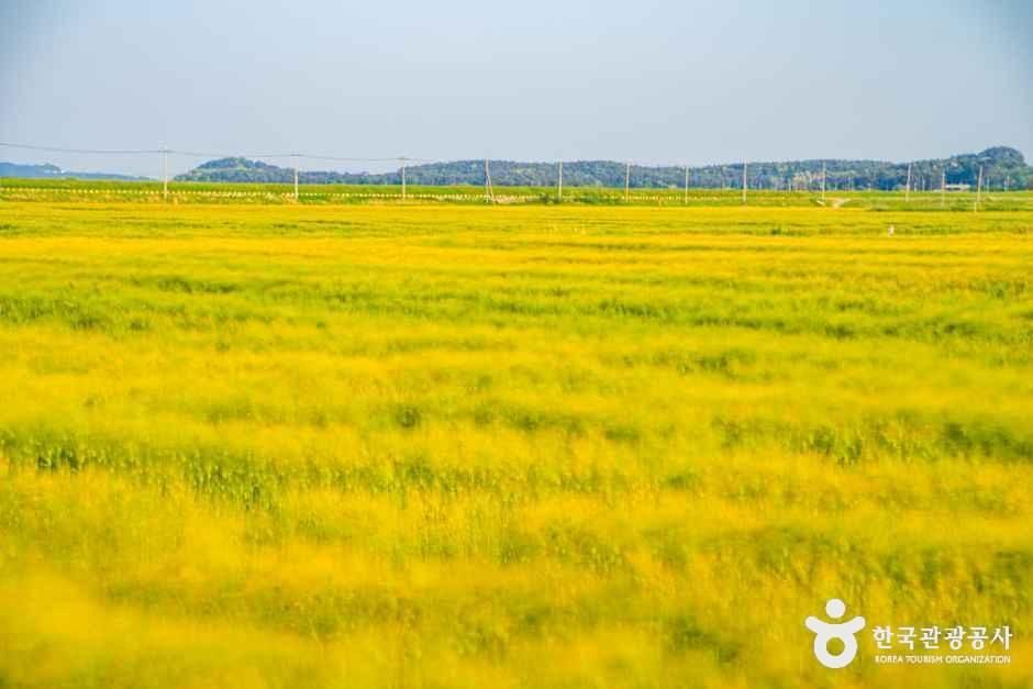 옥녀교차로 청보리밭 여행 추천 - 메고지고
