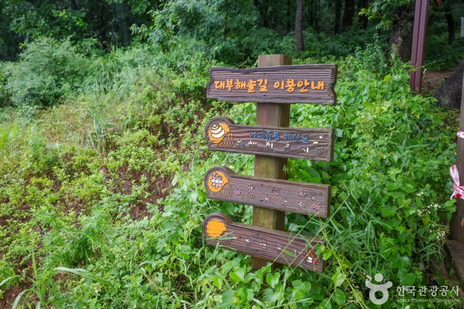 [대부해솔길] 1코스 여행 추천 - 메고지고