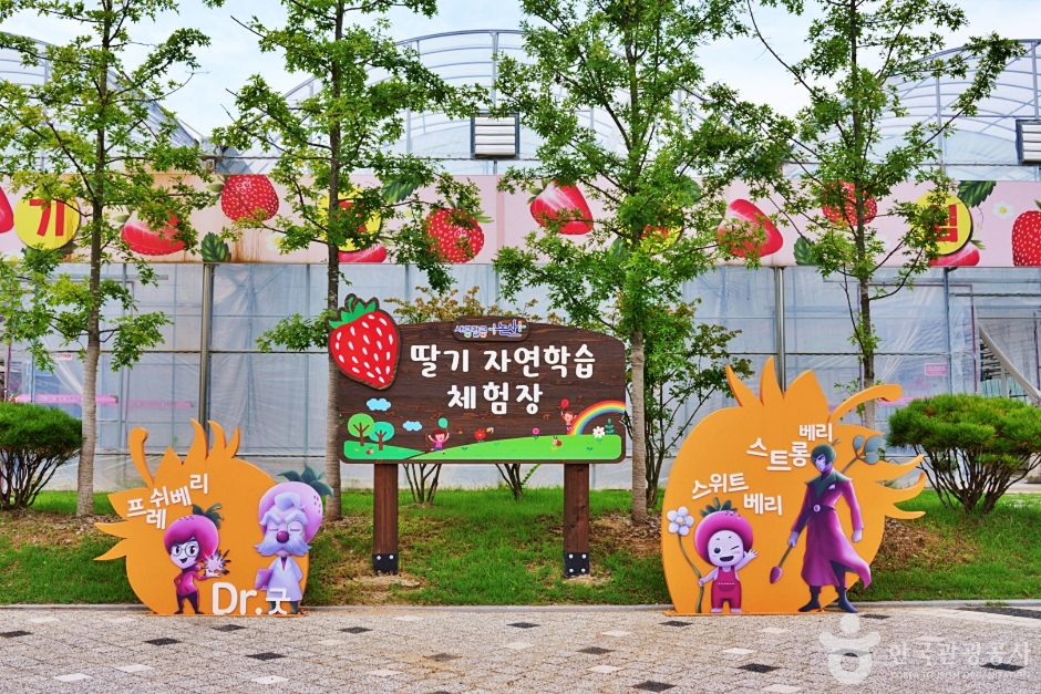딸기향농촌테마공원 여행 추천 - 메고지고 딸기향농촌테마공원 여행 추천 - 메고지고
