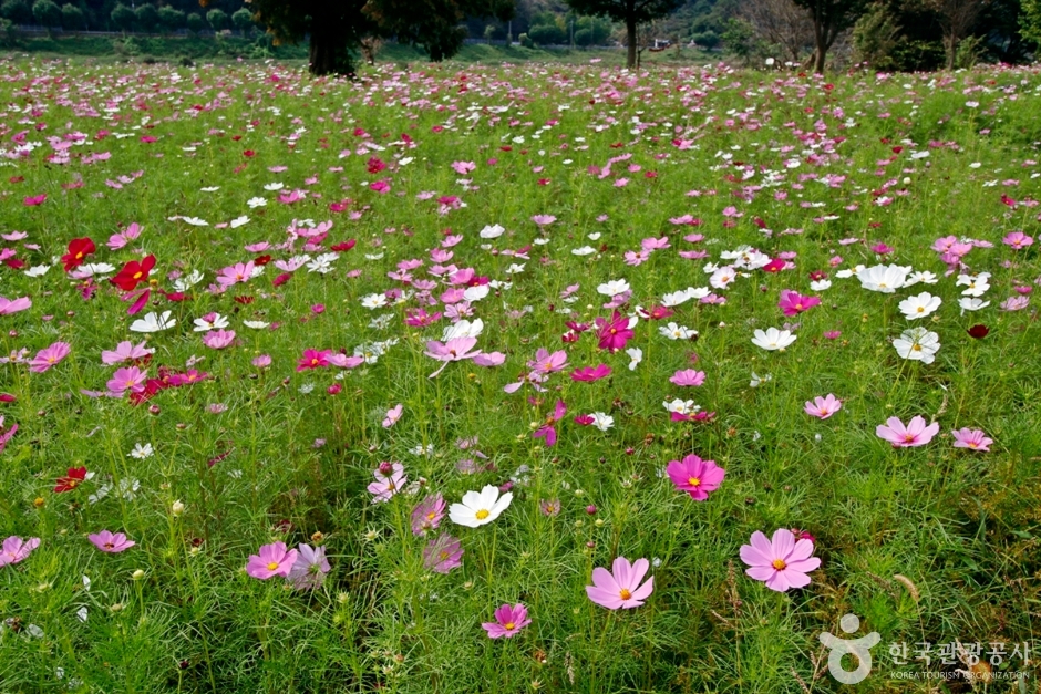 석장리 계절별 꽃단지 여행 추천 - 메고지고