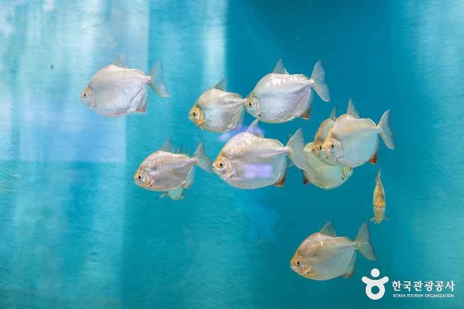 충북아쿠아리움 여행 추천 - 메고지고