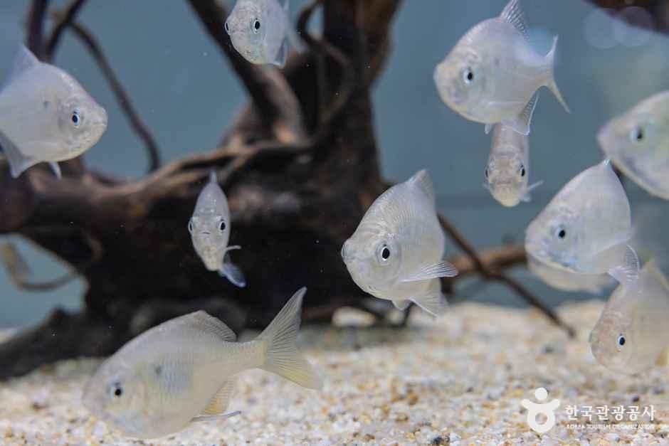 충북아쿠아리움 여행 추천 - 메고지고