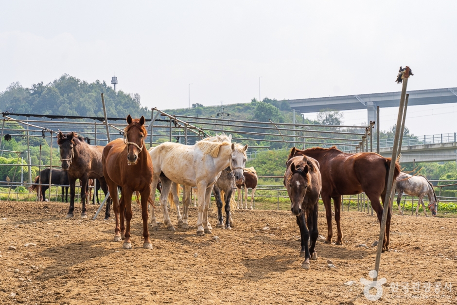 남한강 승마 클럽 여행 추천 - 메고지고