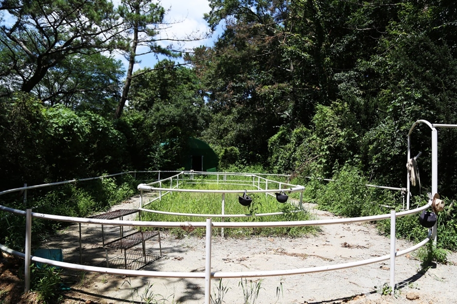 대동승마랜드 여행 추천 - 메고지고 대동승마랜드 여행 추천 - 메고지고