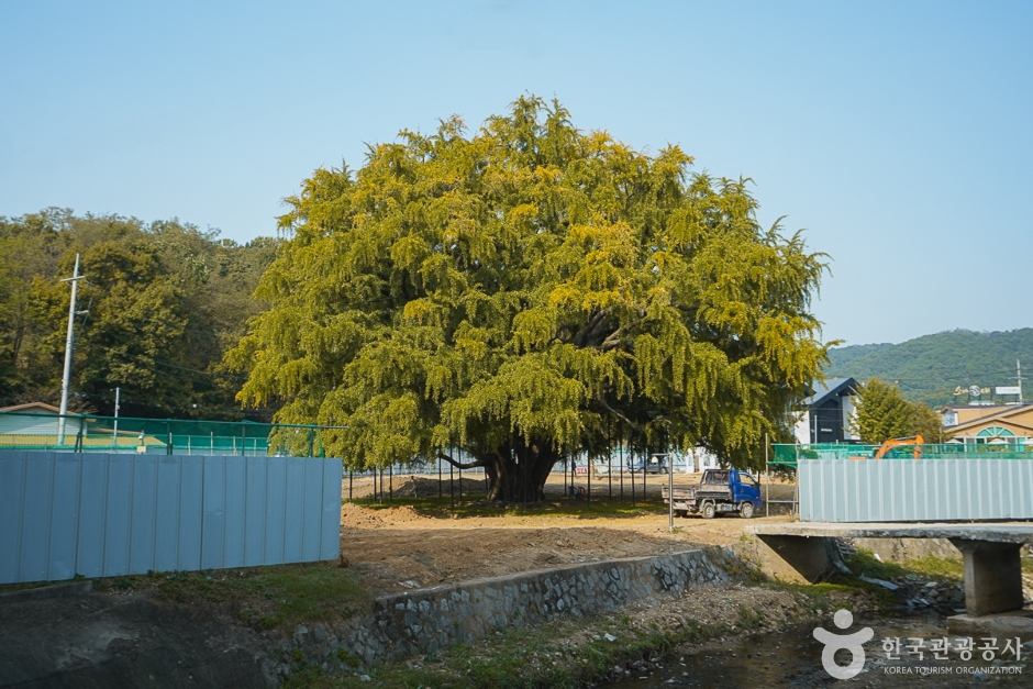 장수동은행나무 여행 추천 - 메고지고 장수동은행나무 여행 추천 - 메고지고