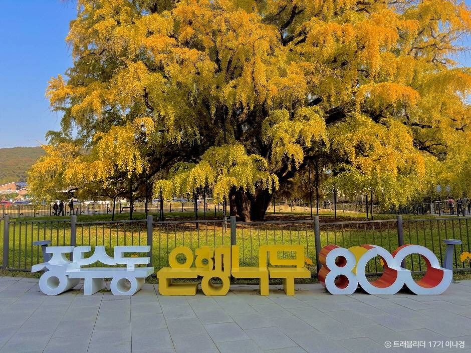 장수동은행나무 여행 추천 - 메고지고 장수동은행나무 여행 추천 - 메고지고