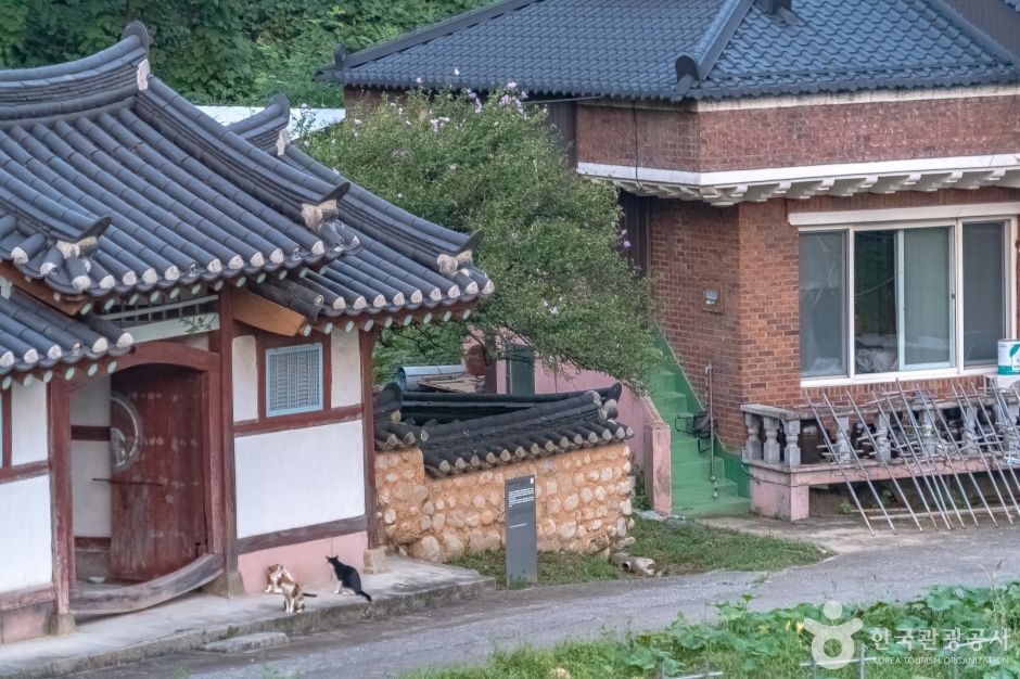 강릉 방동리 무궁화 여행 추천 - 메고지고 강릉 방동리 무궁화 여행 추천 - 메고지고