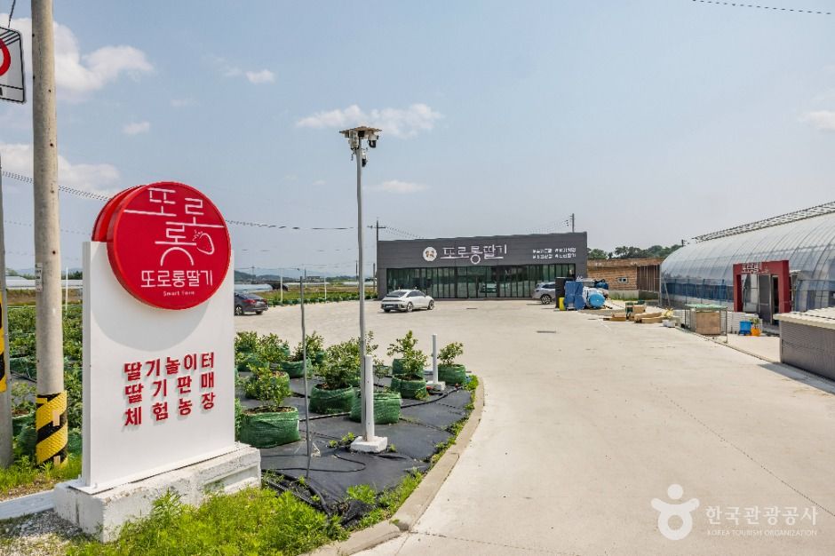 또로롱딸기 여행 추천 - 메고지고 또로롱딸기 여행 추천 - 메고지고