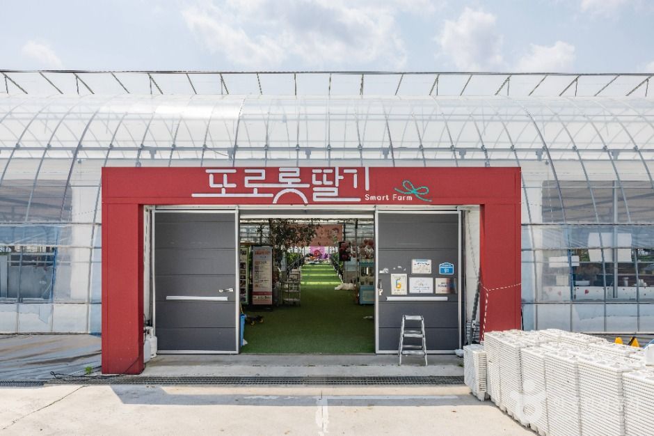 또로롱딸기 여행 추천 - 메고지고 또로롱딸기 여행 추천 - 메고지고
