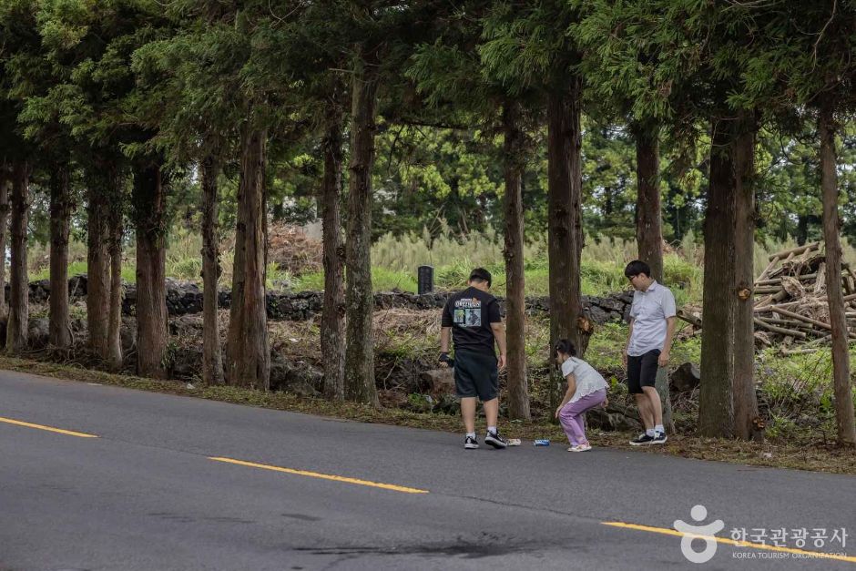 신비의도로 여행 추천 - 메고지고 신비의도로 여행 추천 - 메고지고