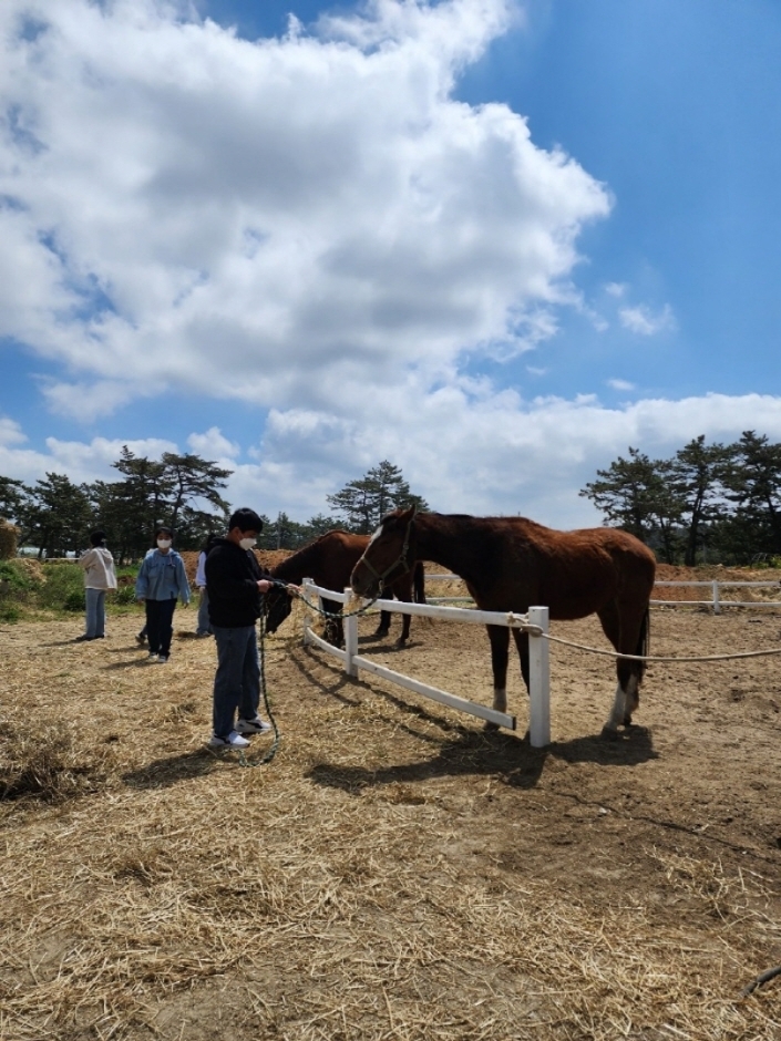 고창해변승마클럽 휘게팜 여행 추천 - 메고지고 고창해변승마클럽 휘게팜 여행 추천 - 메고지고